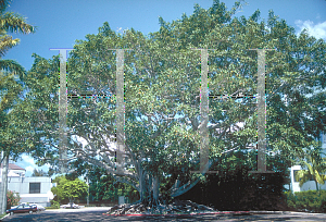 Picture of Ficus drupacea var. pubescens 
