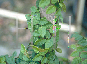 Picture of Ficus pumila 