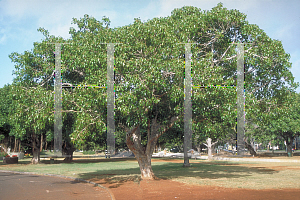 Picture of Ficus religiosa 