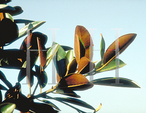 Picture of Ficus rubiginosa 