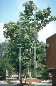 Picture of Firmiana simplex 