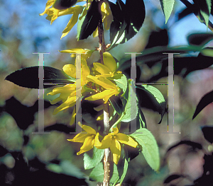 Picture of Forsythia x intermedia 