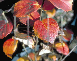 Picture of Fothergilla gardenii 