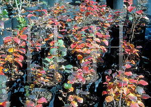 Picture of Fothergilla gardenii 'Mount Airy'