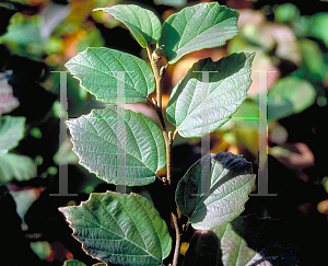 Picture of Fothergilla gardenii 