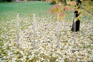 Picture of Fraxinus americana 'Champaign County'