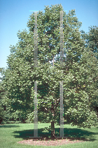 Picture of Fraxinus americana 'Champaign County'