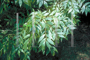 Picture of Fraxinus excelsior 'Aurea'