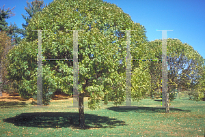Picture of Fraxinus excelsior 'Nana'