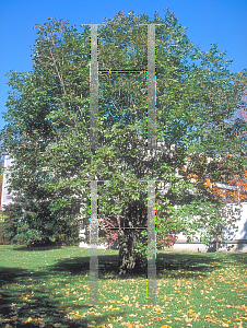 Picture of Fraxinus ornus 'Rotundifolia'