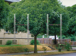 Picture of Fraxinus angustifolia 'Raywood'