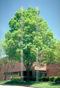 Picture of Fraxinus pennsylvanica 