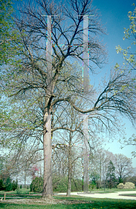 Picture of Fraxinus quadrangulata 