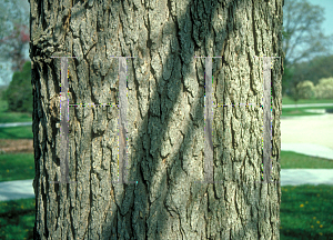 Picture of Fraxinus quadrangulata 