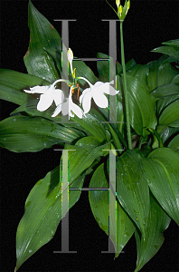 Picture of Eucharis x grandiflora 