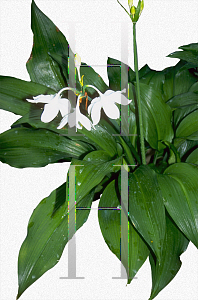 Picture of Eucharis x grandiflora 