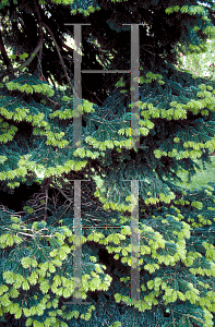 Picture of Abies nordmanniana 