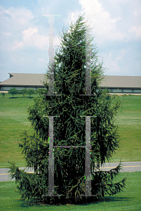 Picture of Larix decidua 