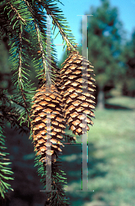 Picture of Picea abies 