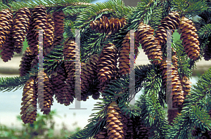 Picture of Picea glauca 