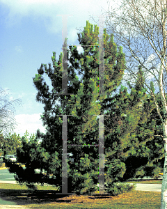 Picture of Pinus densiflora 