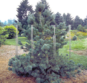 Picture of Pinus sylvestris 