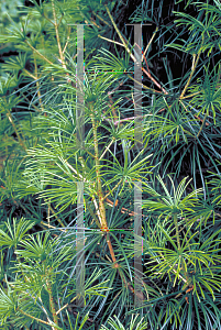 Picture of Sciadopitys verticillata 