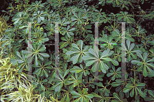 Picture of Pittosporum tobira 