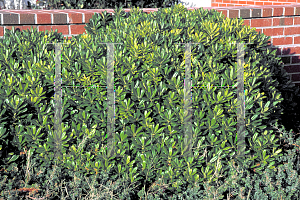 Picture of Pittosporum tobira 