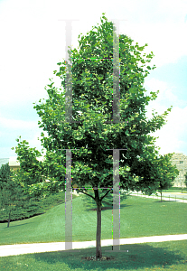 Picture of Platanus x acerifolia 