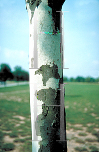 Picture of Platanus x acerifolia 