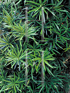 Picture of Podocarpus macrophyllus 