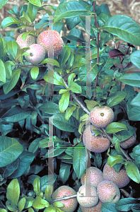 Picture of Chaenomeles speciosa 