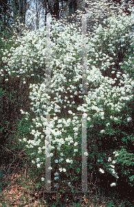 Picture of Exochorda racemosa 