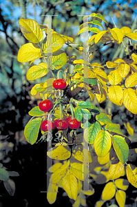 Picture of Rosa rugosa 