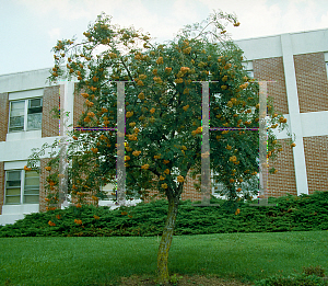 Picture of Sorbus aucuparia 