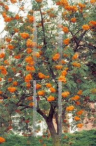 Picture of Sorbus aucuparia 