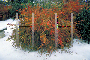 Picture of Spiraea thunbergii 