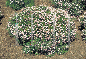 Picture of Spiraea japonica 'Little Princess'