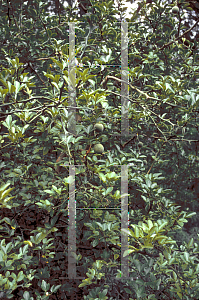 Picture of Poncirus trifoliata 