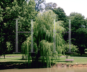 Picture of Salix alba 