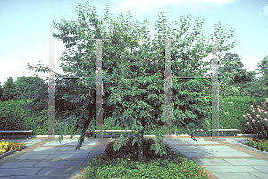 Picture of Halesia tetraptera 