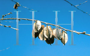 Picture of Halesia monticola 