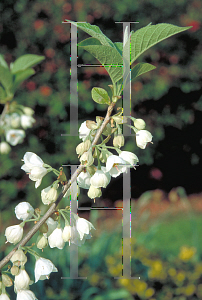 Picture of Halesia monticola 