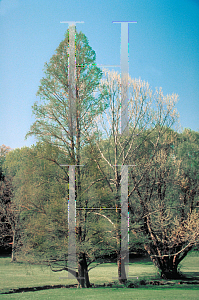 Picture of Taxodium distichum 