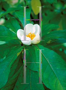 Picture of Franklinia alatamaha 