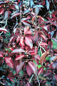 Picture of Stewartia ovata 