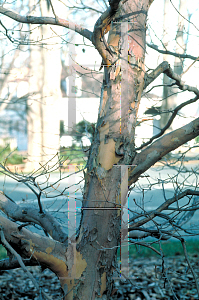 Picture of Stewartia pseudocamellia 