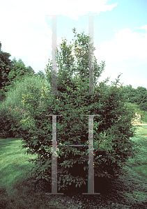 Picture of Stewartia pseudocamellia 