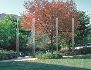 Picture of Zelkova serrata 